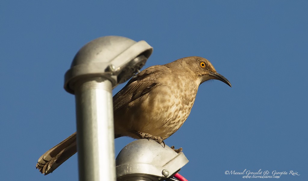 Curve-billed Thrasher - ML49420821