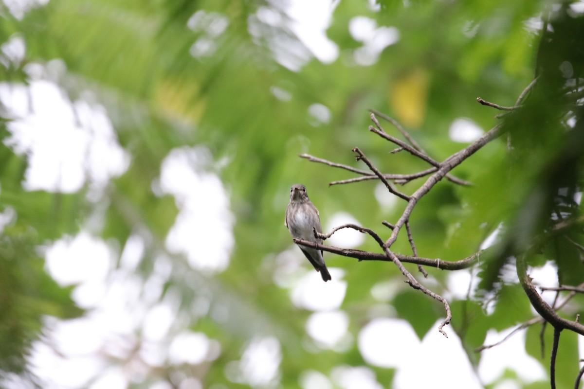 Dark-sided Flycatcher - ML494209461
