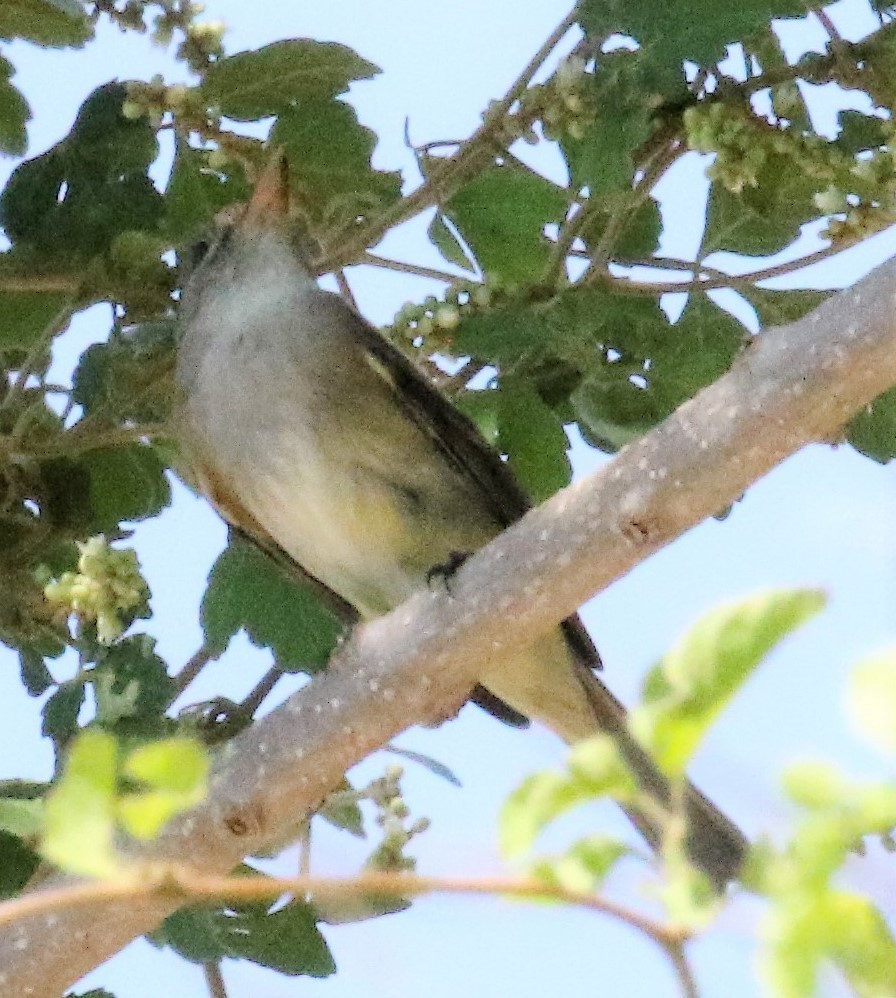 Alder/Willow Flycatcher (Traill's Flycatcher) - Bradley Waggoner