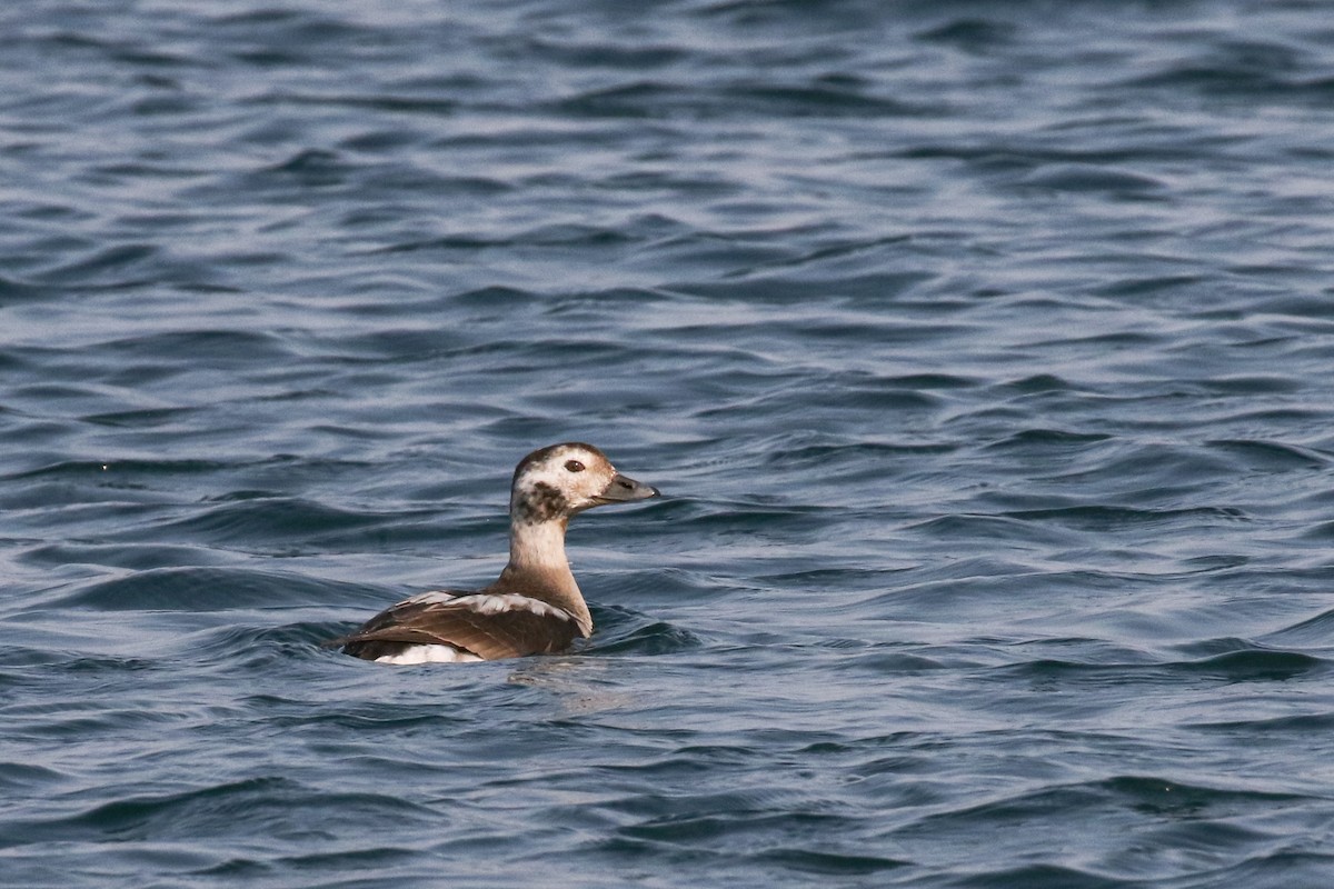 Long-tailed Duck - Marie O'Shaughnessy