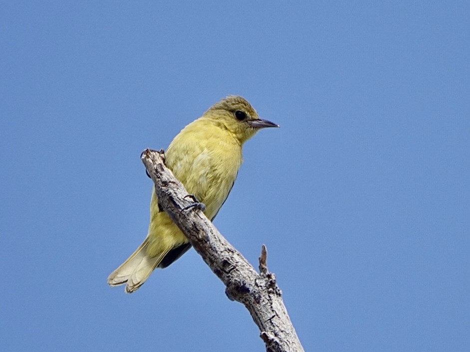 Orchard Oriole - Brian Daniels