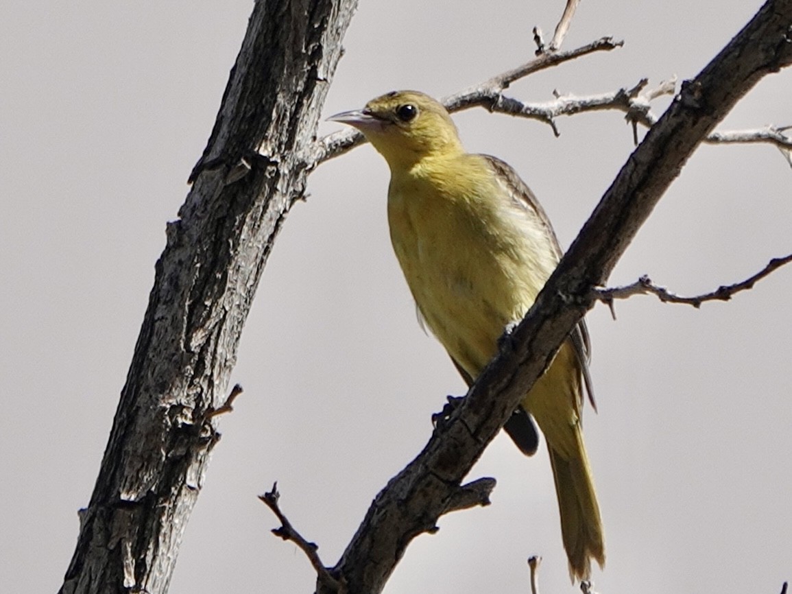 Orchard Oriole - Brian Daniels