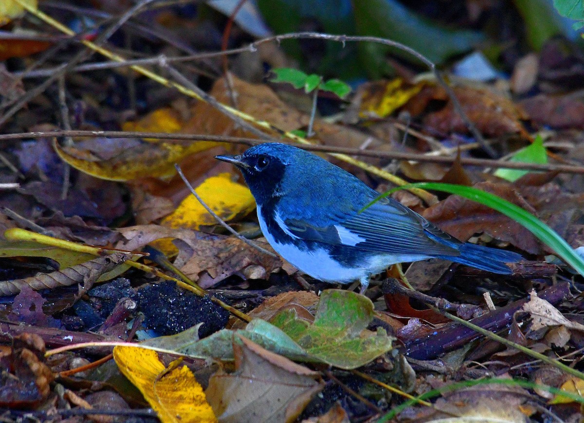 Black-throated Blue Warbler - Eric Titcomb
