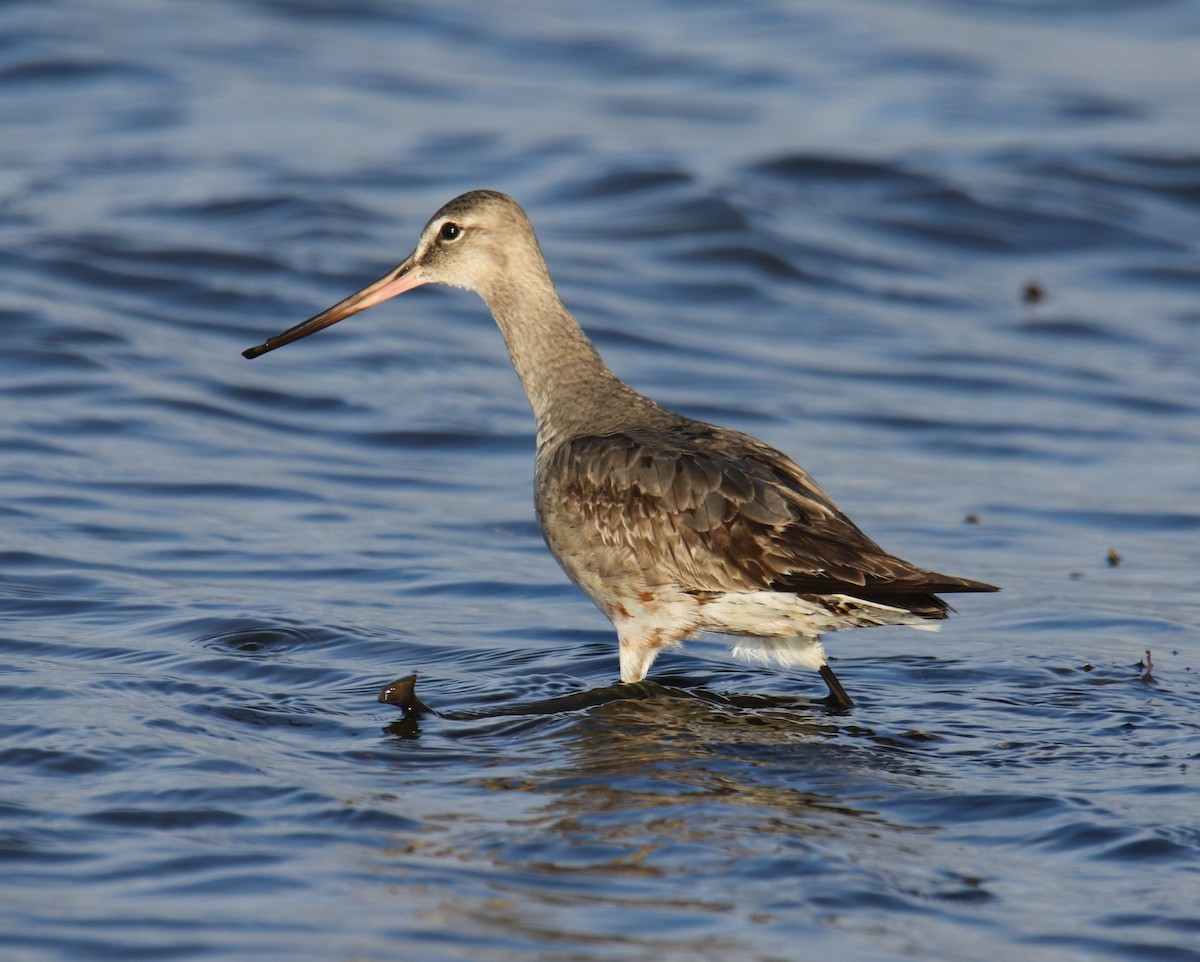 Hudsonian Godwit - ML494219671