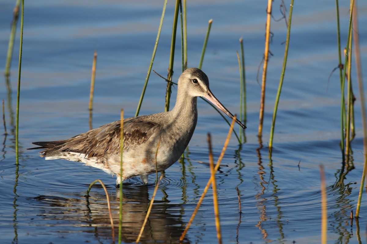 Hudsonian Godwit - ML494219691