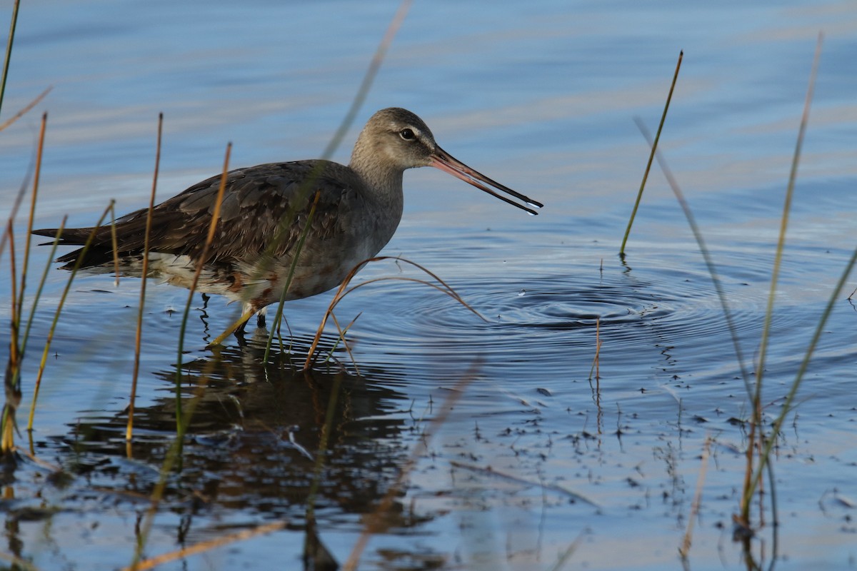 Hudsonian Godwit - ML494219701