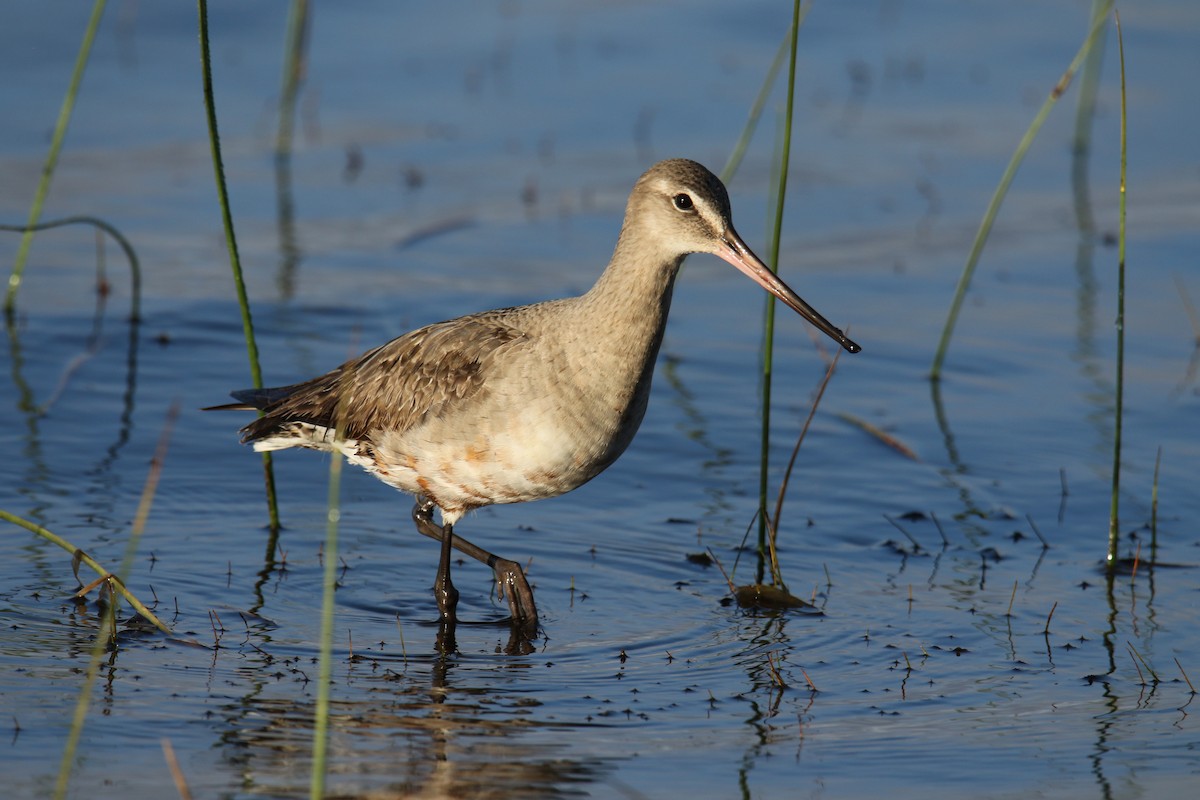 Hudsonian Godwit - ML494219711