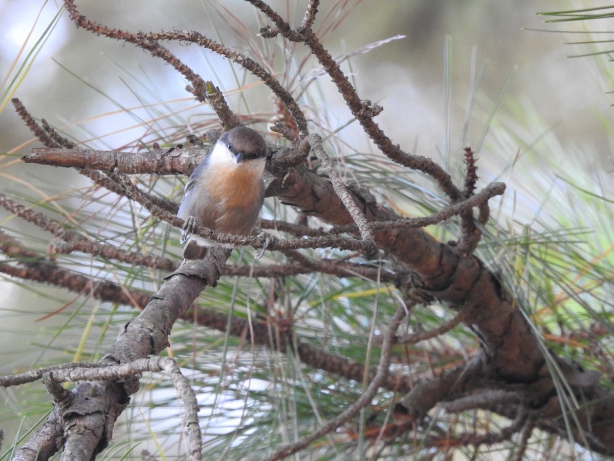 Brown-headed Nuthatch - ML494220291