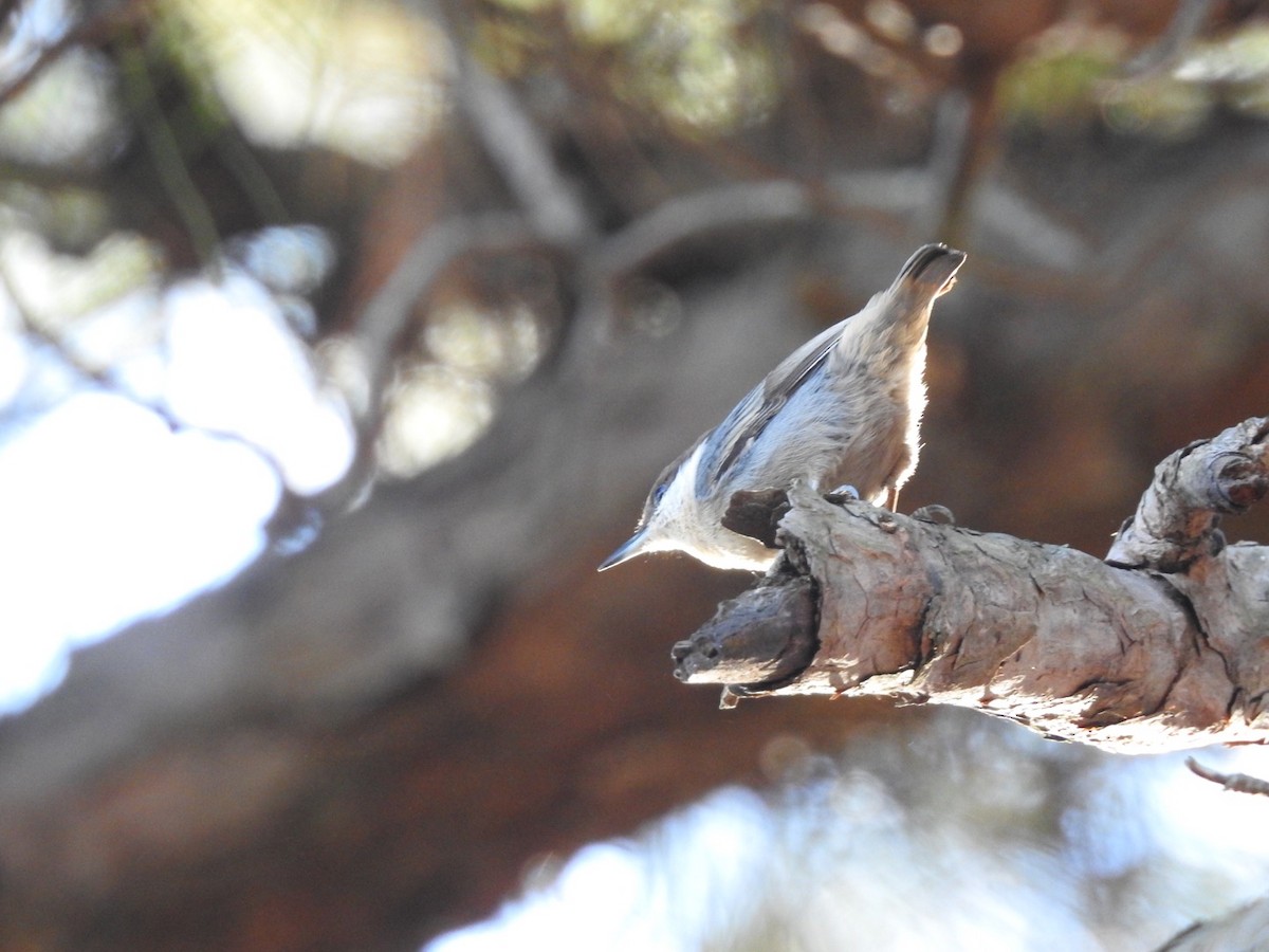Brown-headed Nuthatch - ML494220301