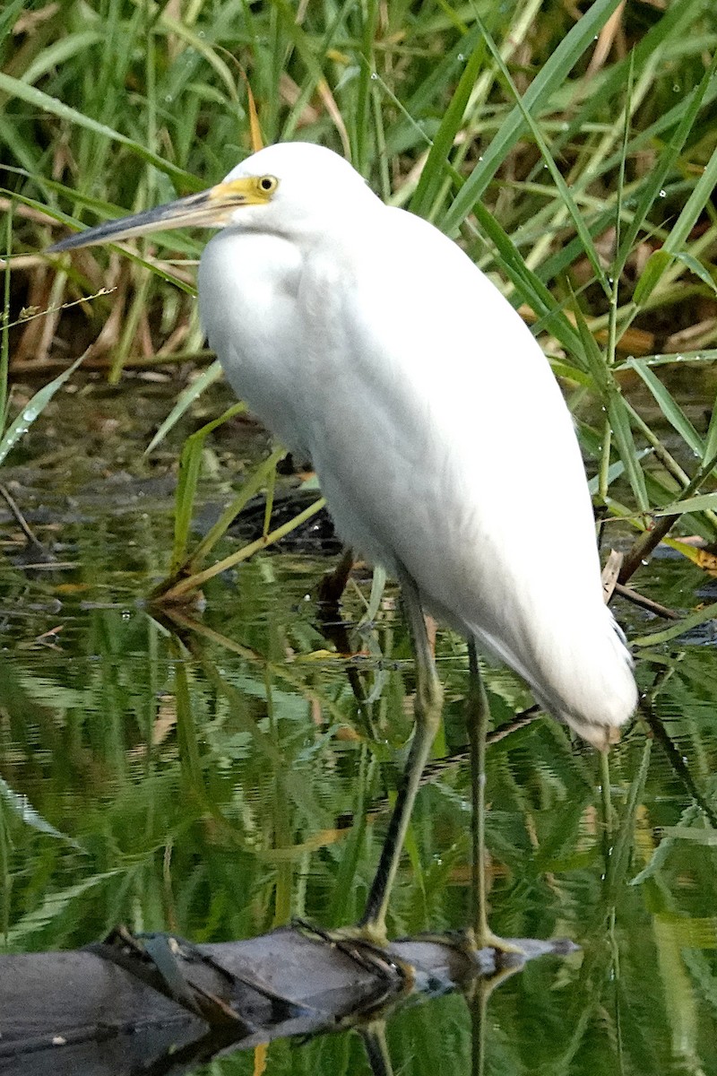 Little Egret (Australasian) - ML494220911