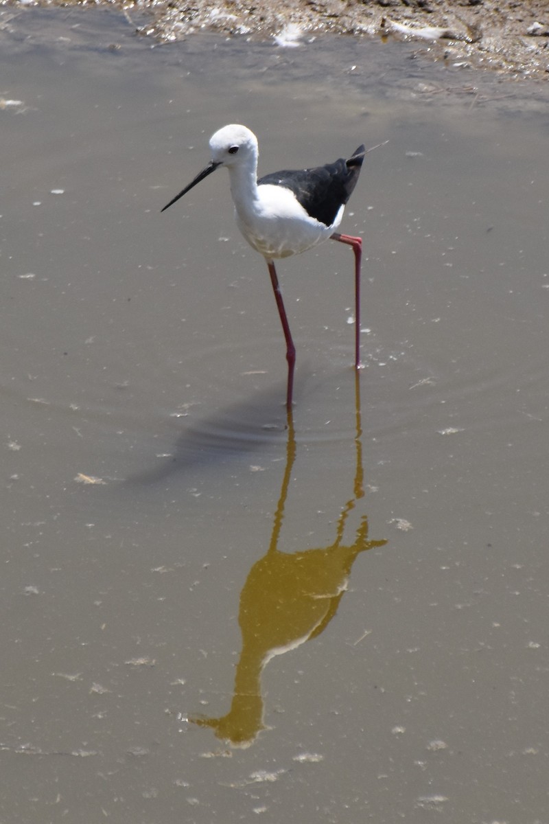 Black-winged Stilt - ML494223621