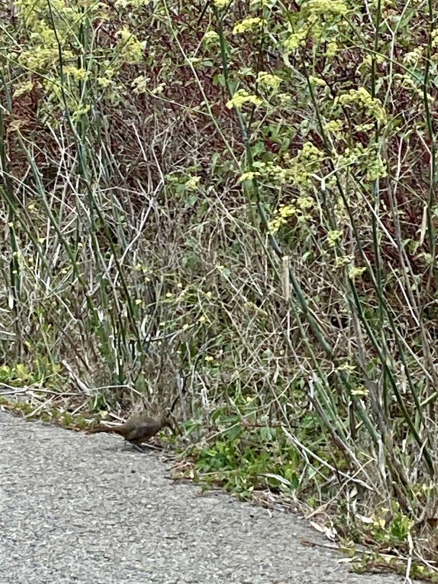 California Thrasher - ML494223671