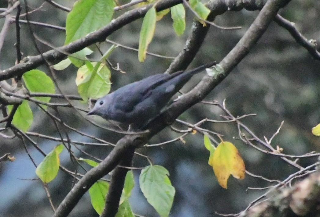 Gray Cuckooshrike - ML494223971