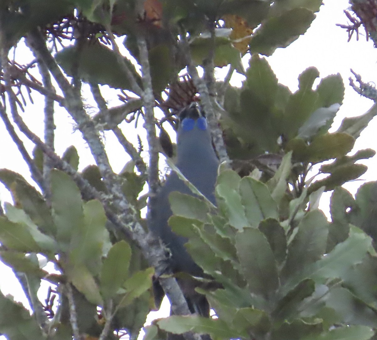 North Island Kokako - Jeff Hambleton