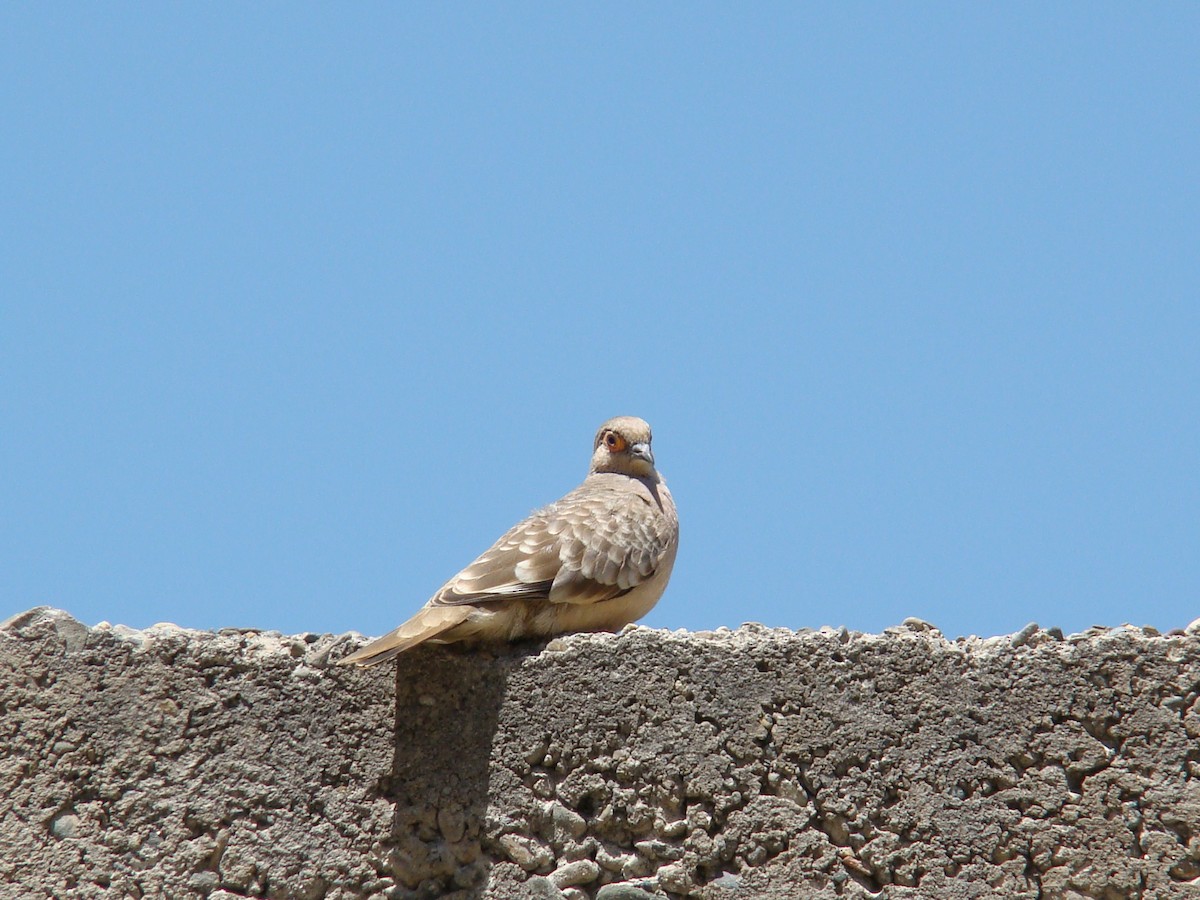 Bare-faced Ground Dove - ML494224691