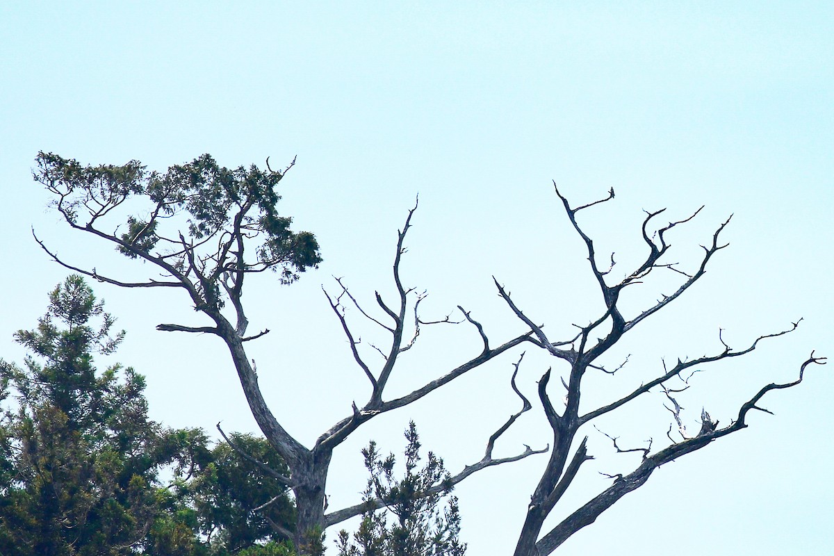 Lesser Cuckoo - ML494225071