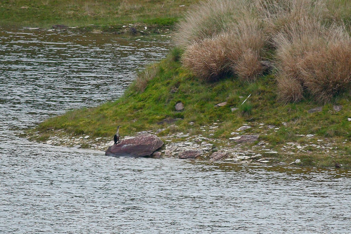 Great Cormorant - ML494225681