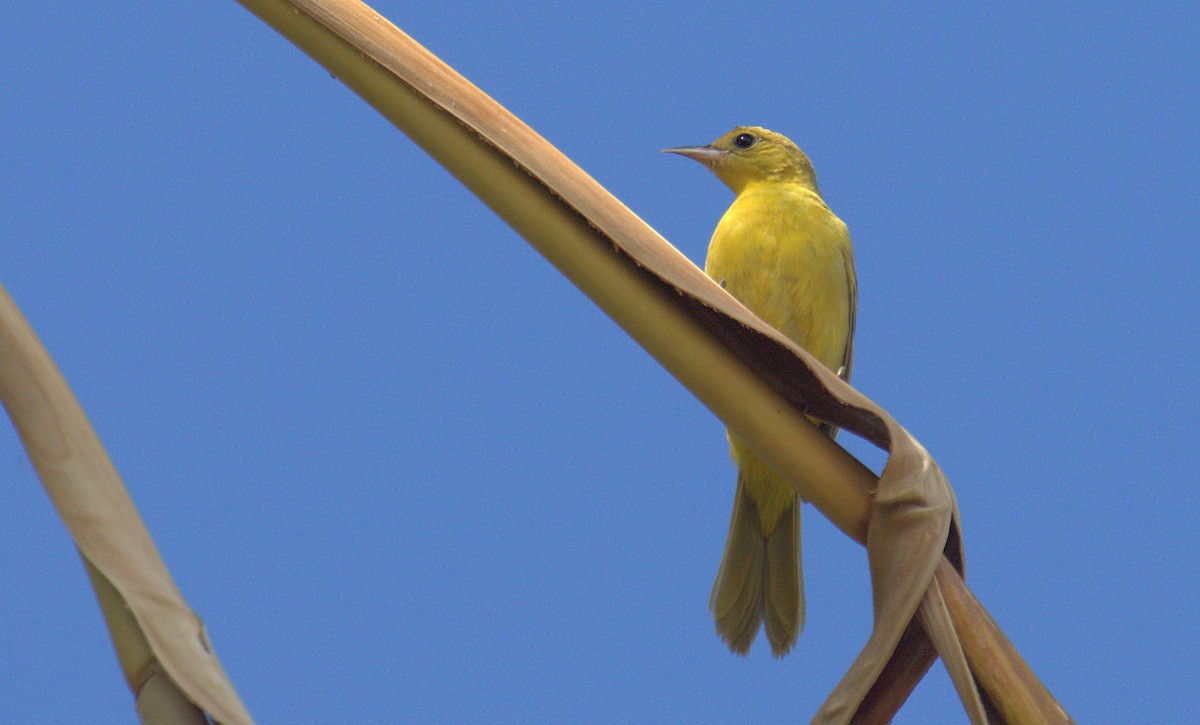 Orchard Oriole - ML494227721