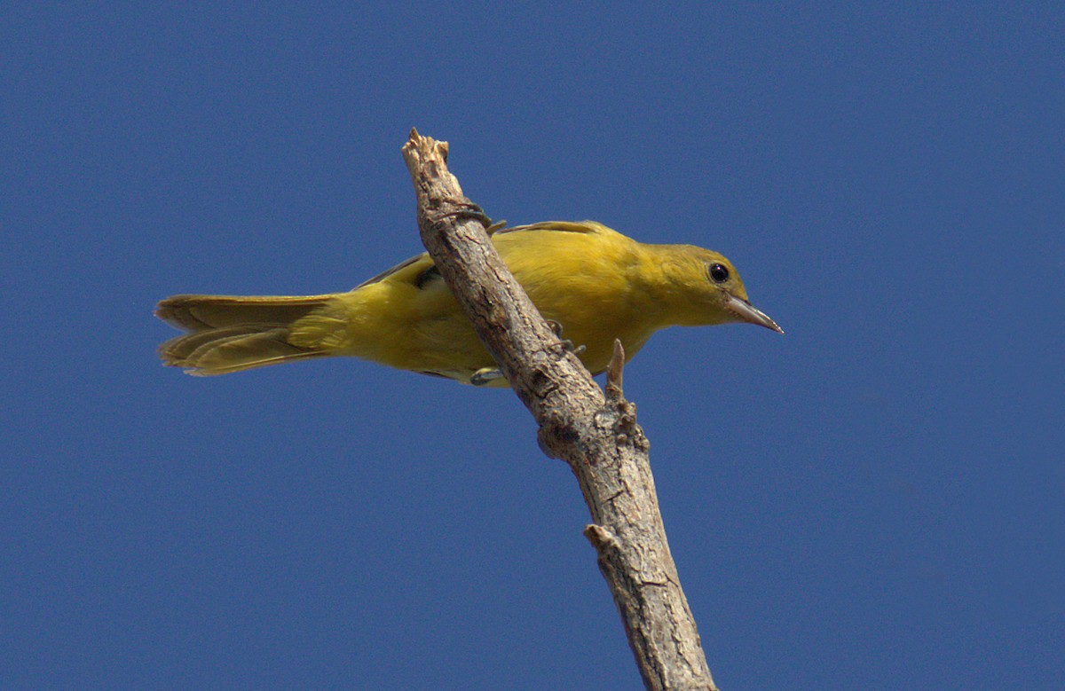 Orchard Oriole - Curtis Marantz