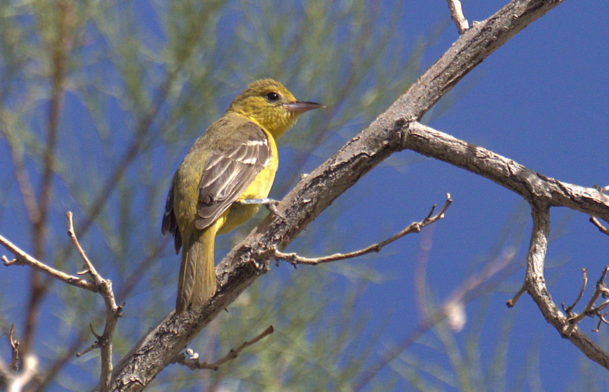 Oriole des vergers - ML494227741