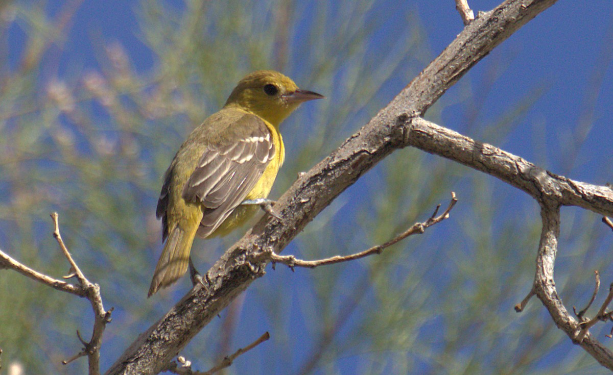 Orchard Oriole - ML494227811