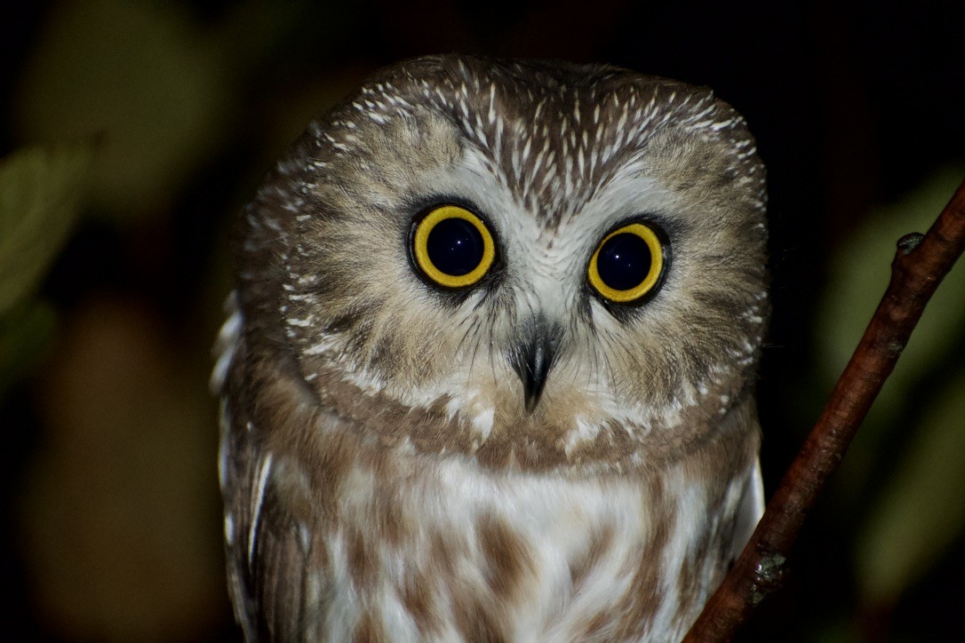 Northern Saw-whet Owl - ML494230681