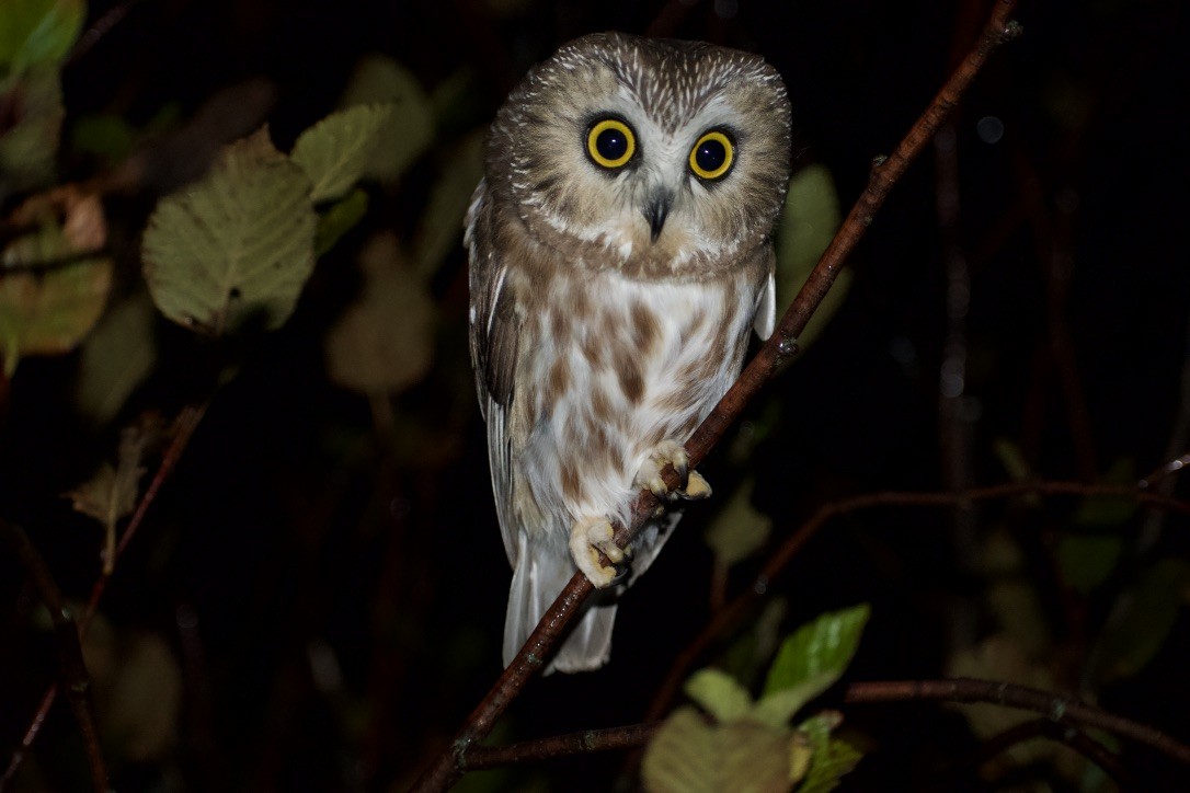 Northern Saw-whet Owl - ML494230721