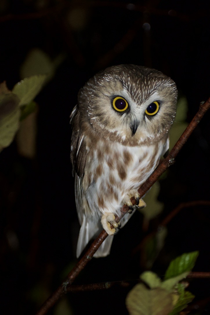 Northern Saw-whet Owl - ML494230741