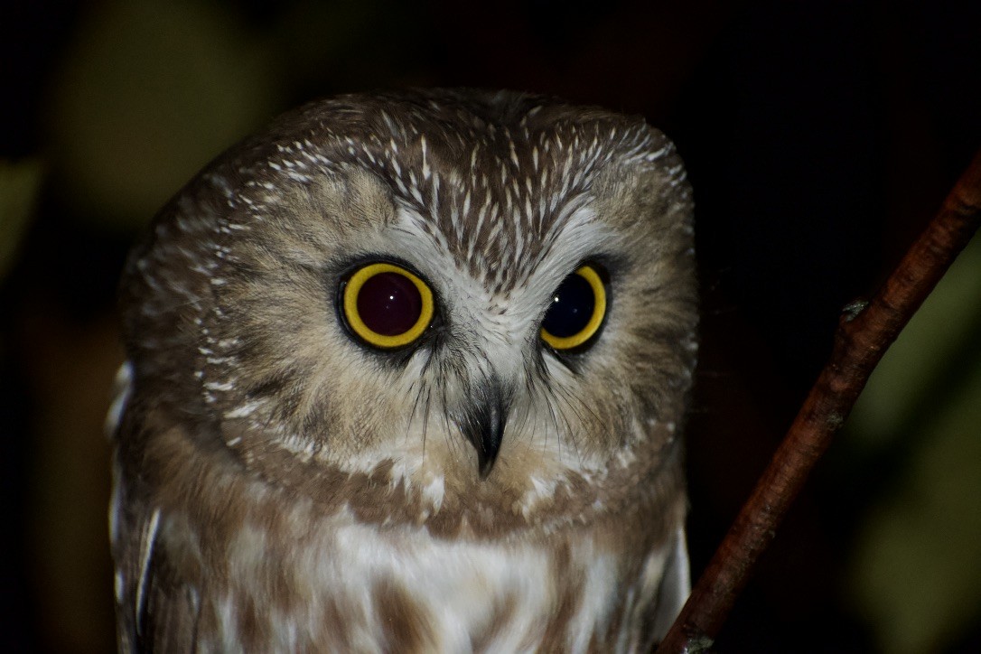 Northern Saw-whet Owl - ML494230821