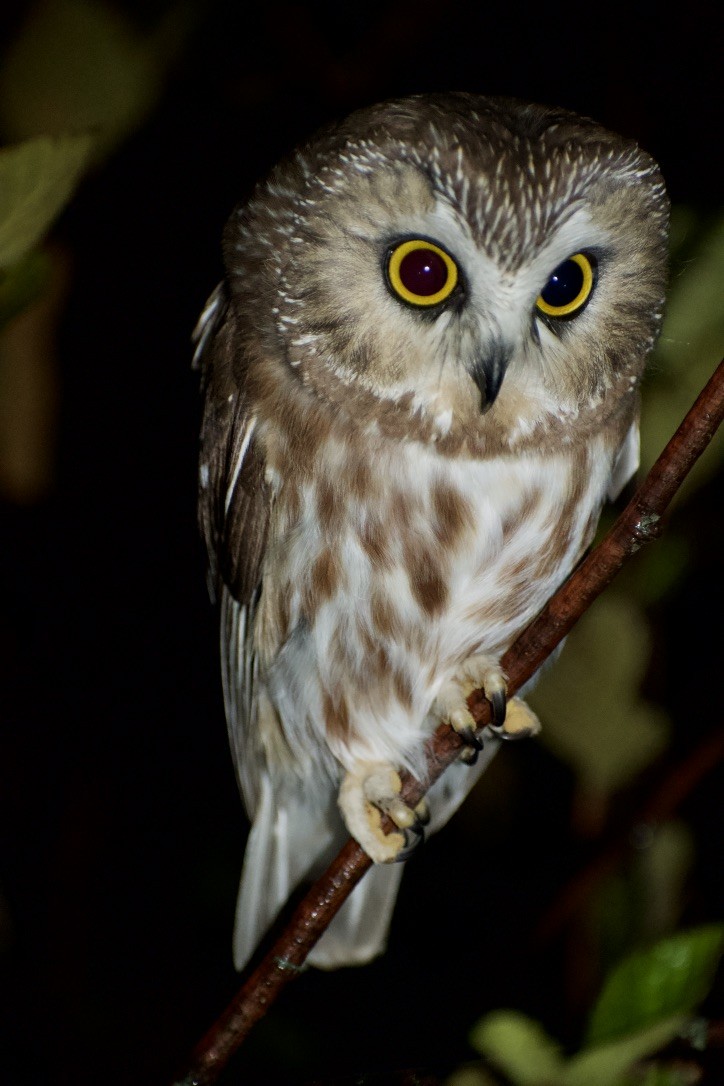 Northern Saw-whet Owl - ML494230851