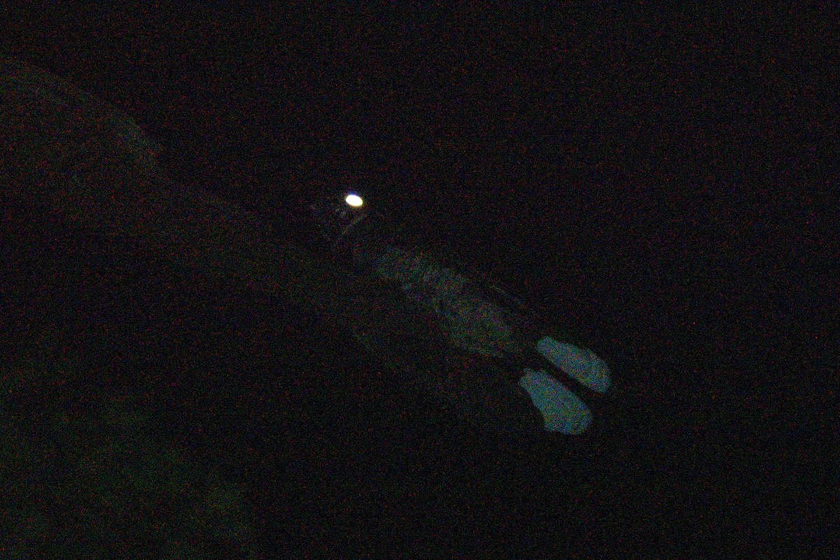 Eastern Whip-poor-will - ML494231151