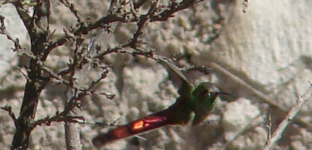 Red-tailed Comet - ML494232091