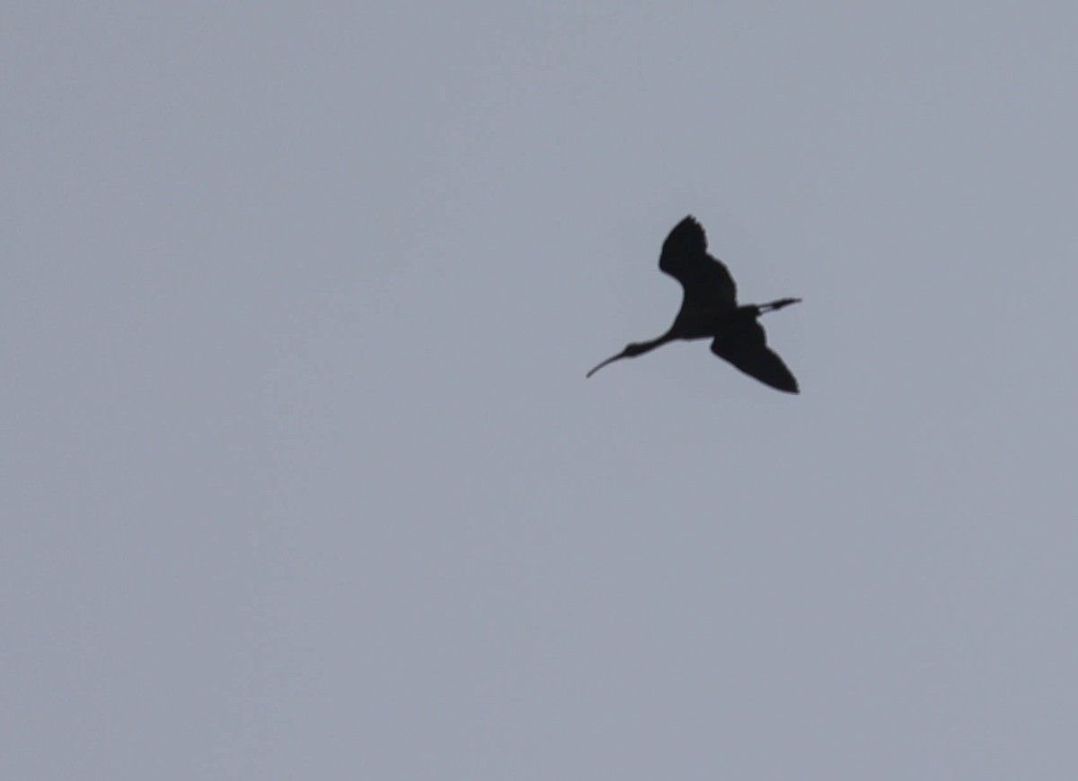 White-faced Ibis - Tracy Drake