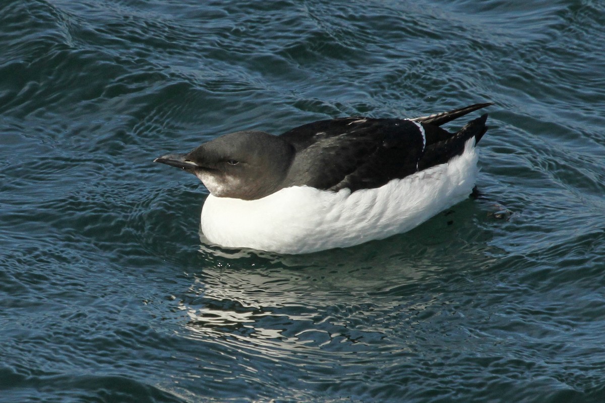 Thick-billed Murre - Jeffrey Offermann