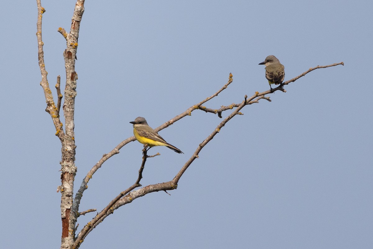 Tropical Kingbird - ML494234531
