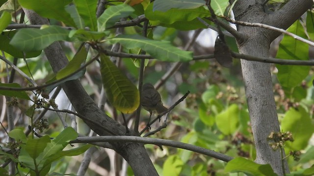 Yellow-throated Whistler (Banda Sea) - ML494236571