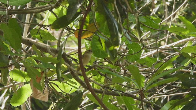 Yellow-throated Whistler (Banda Sea) - ML494236681