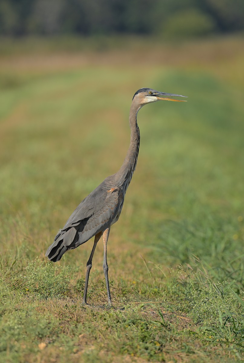 Great Blue Heron - ML494237421