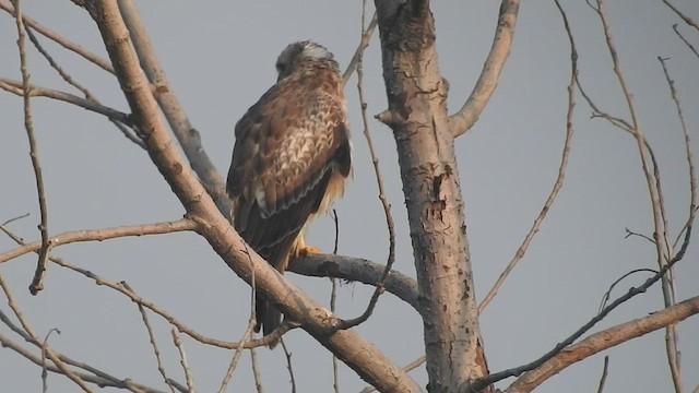 White-eyed Buzzard - ML494238121