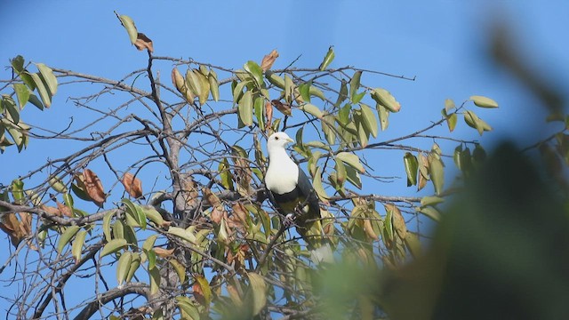 Black-backed Fruit-Dove - ML494238491