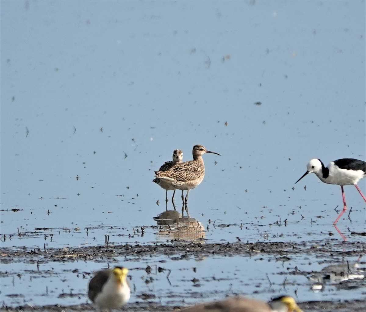 Little Curlew - ML494238981