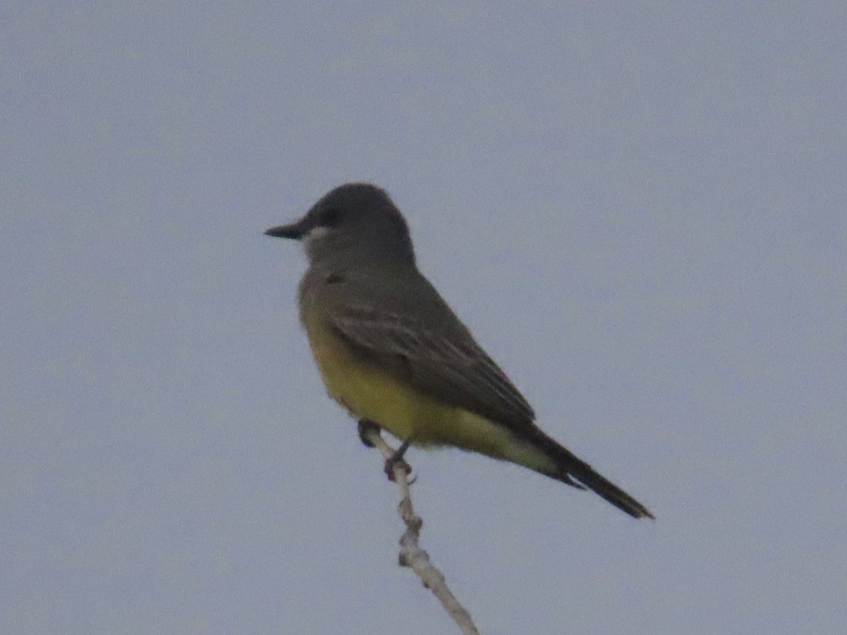 Cassin's Kingbird - ML494239731