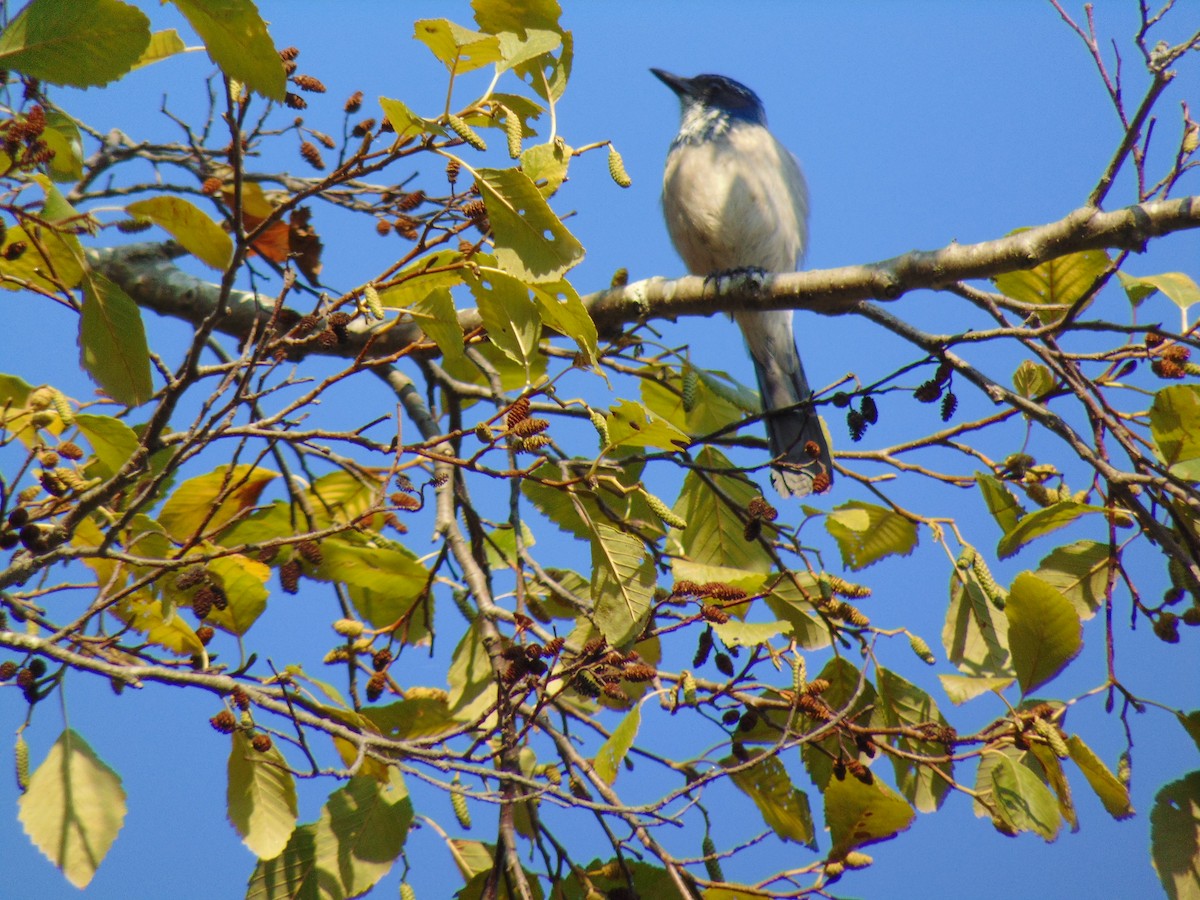 California Scrub-Jay - ML494239771