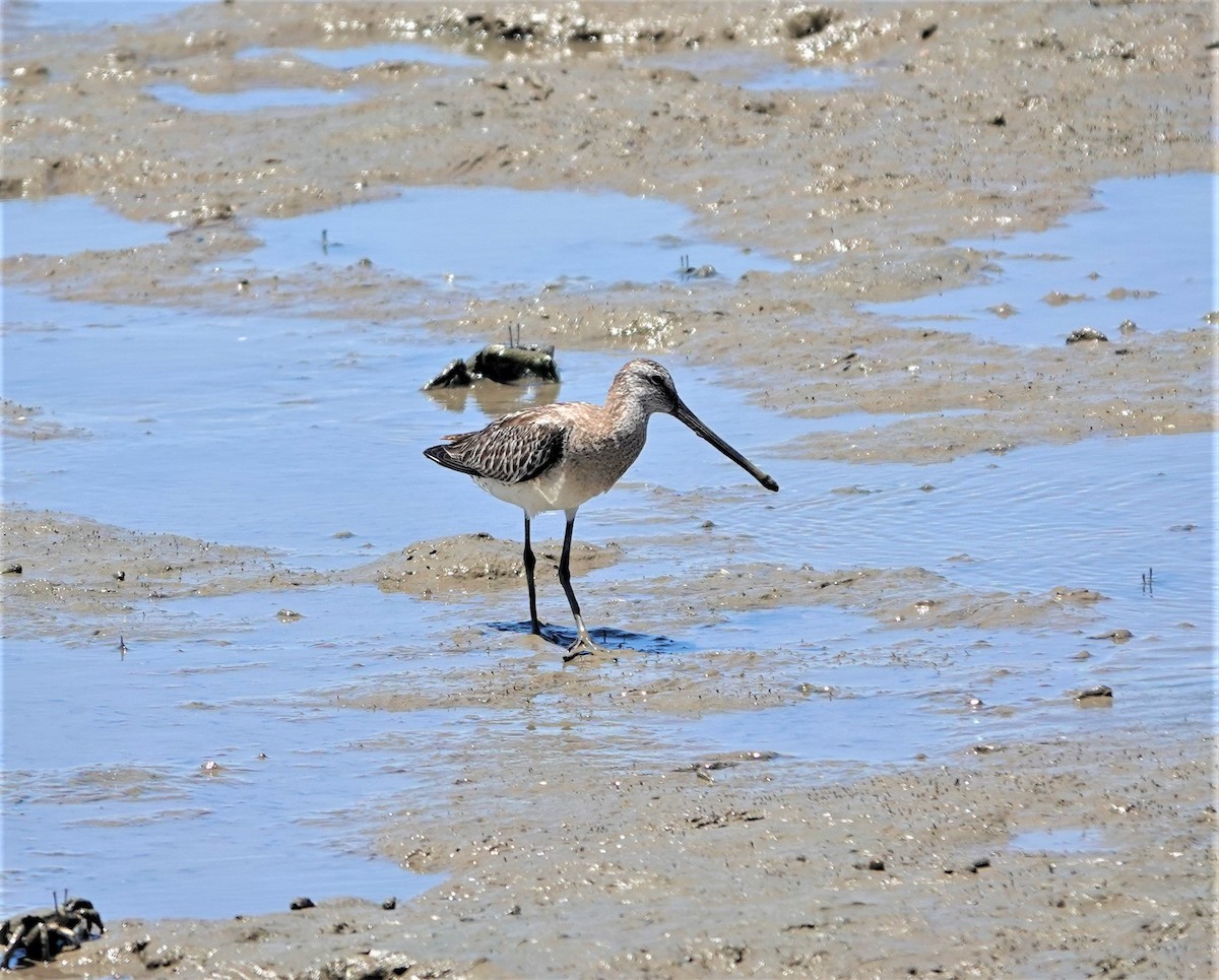 Asian Dowitcher - Mark Camilleri