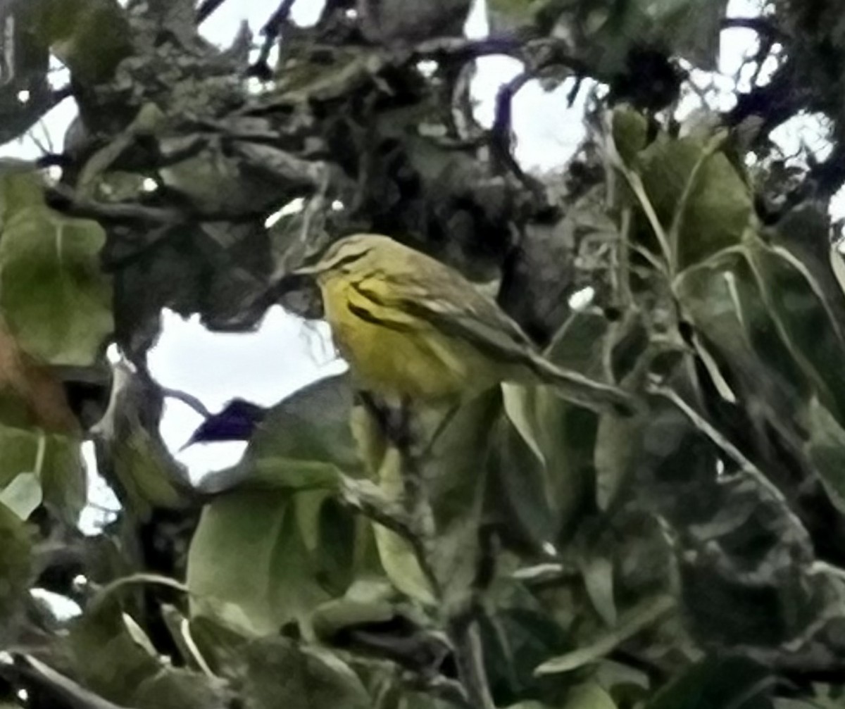 Prairie Warbler - ML494241331