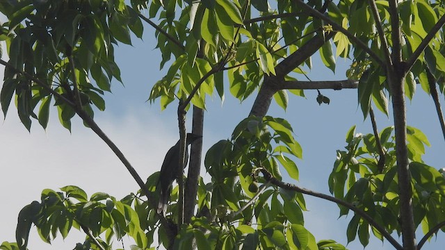 Wallacean Cuckooshrike - ML494241641