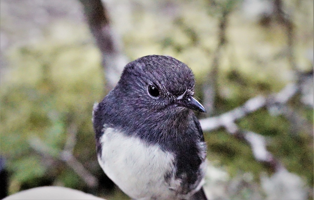South Island Robin - ML494242431