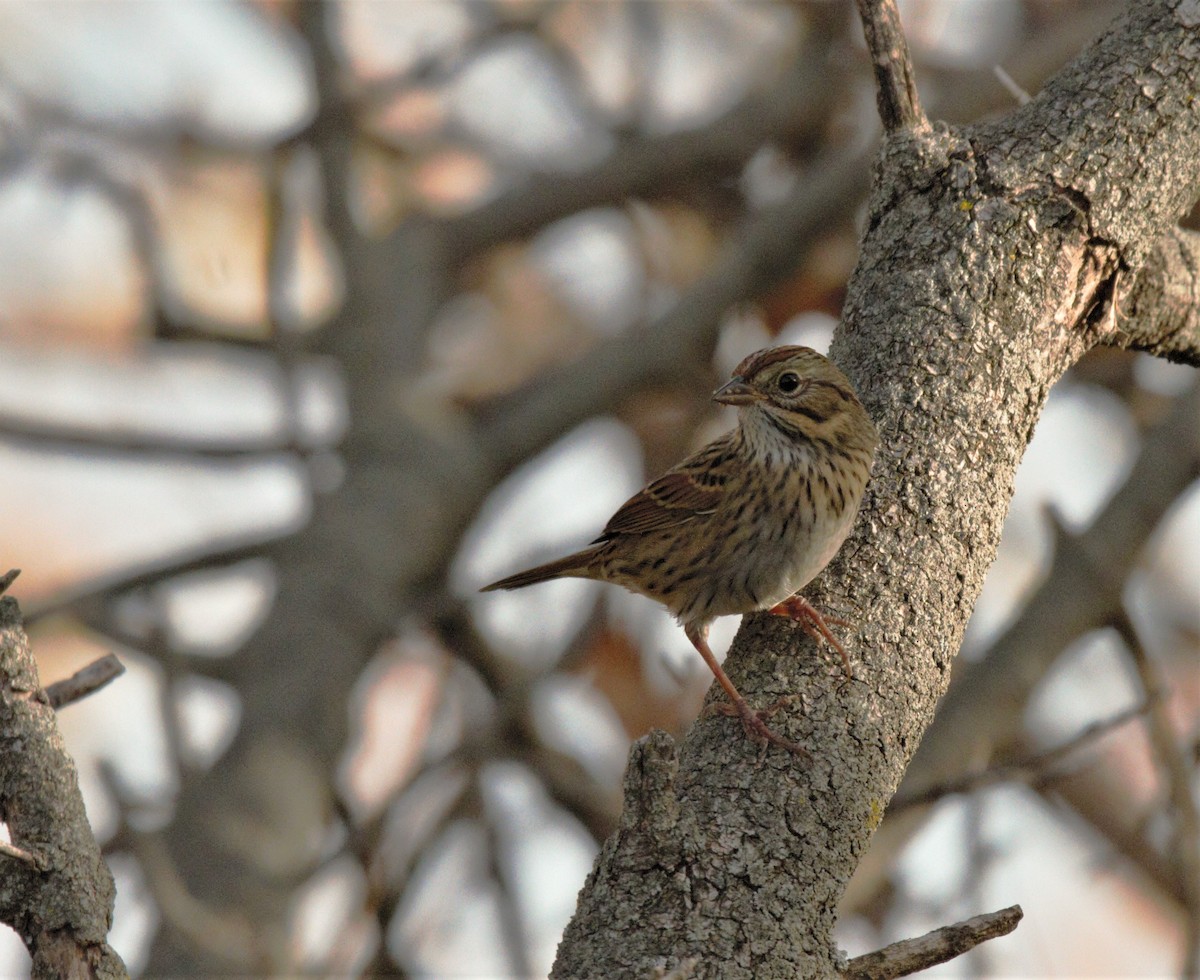 Lincoln's Sparrow - Will Carlson