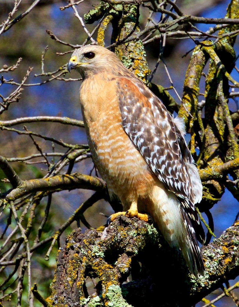 Red-shouldered Hawk (elegans) - ML49424371