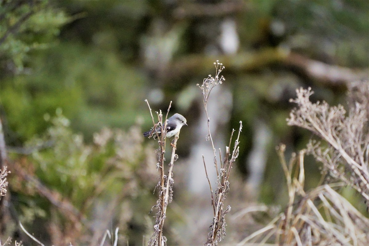 Tomtit Bülbülü - ML494244011